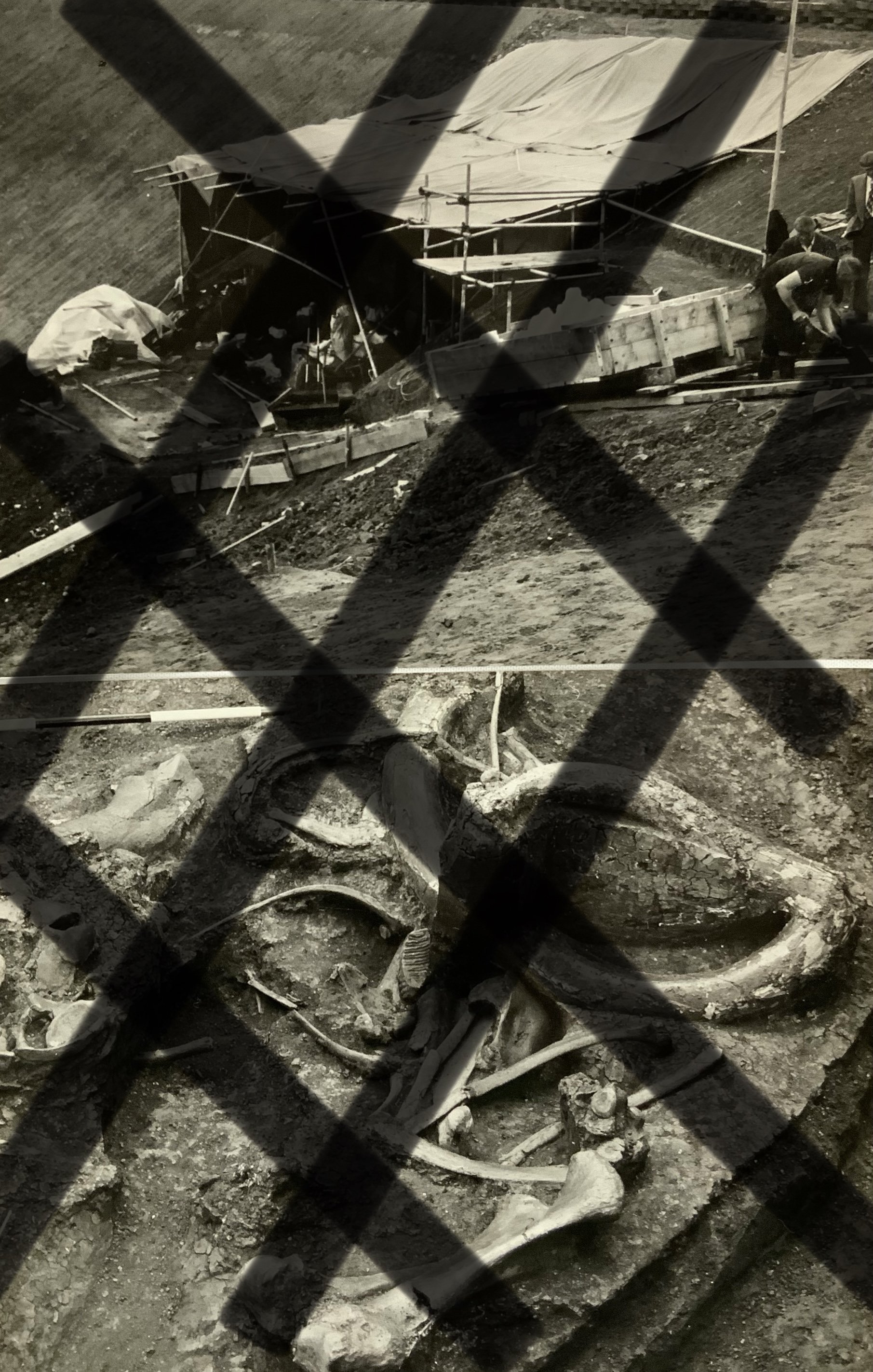 2 original photographs of the Aveley Mammoth Excavation 1964, stamped on reverse copyright British Natural history museum. (Watermarked images).