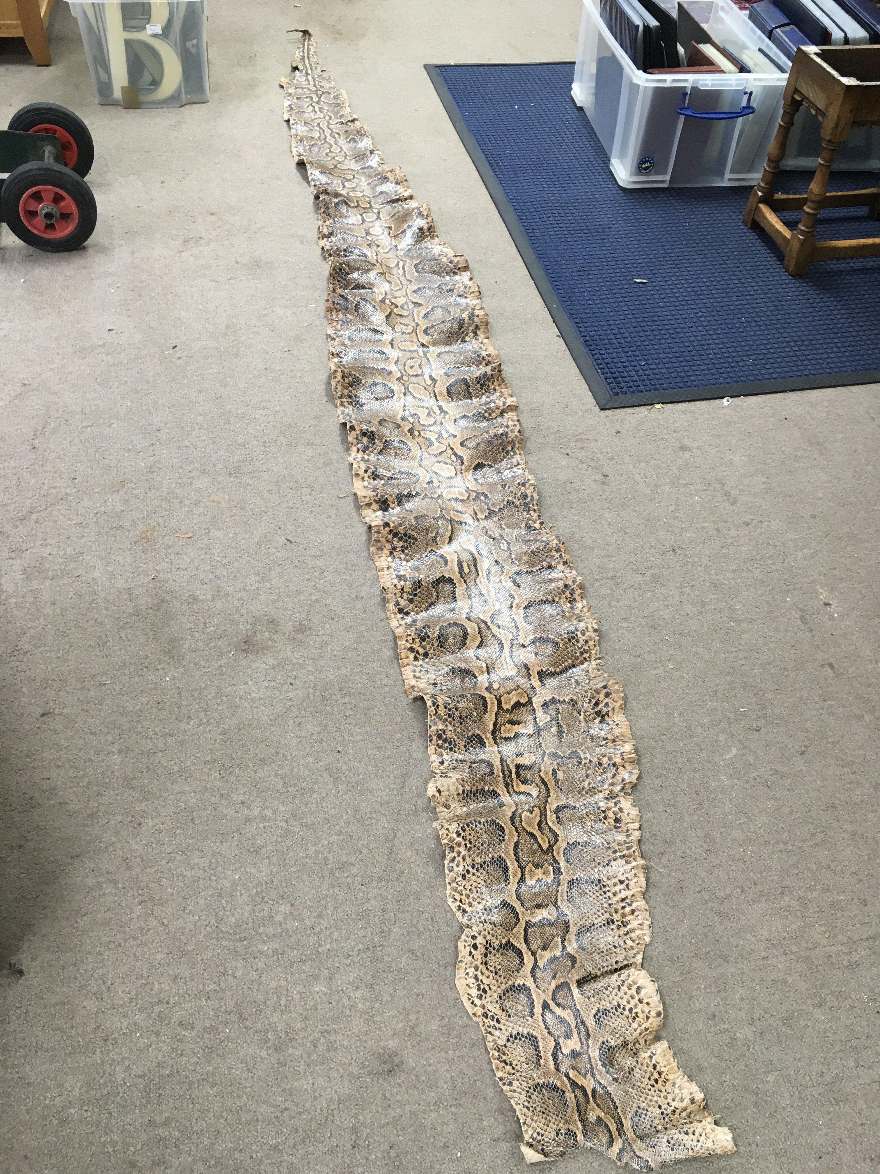 African Rock Python Snake skin approximately 344cm long