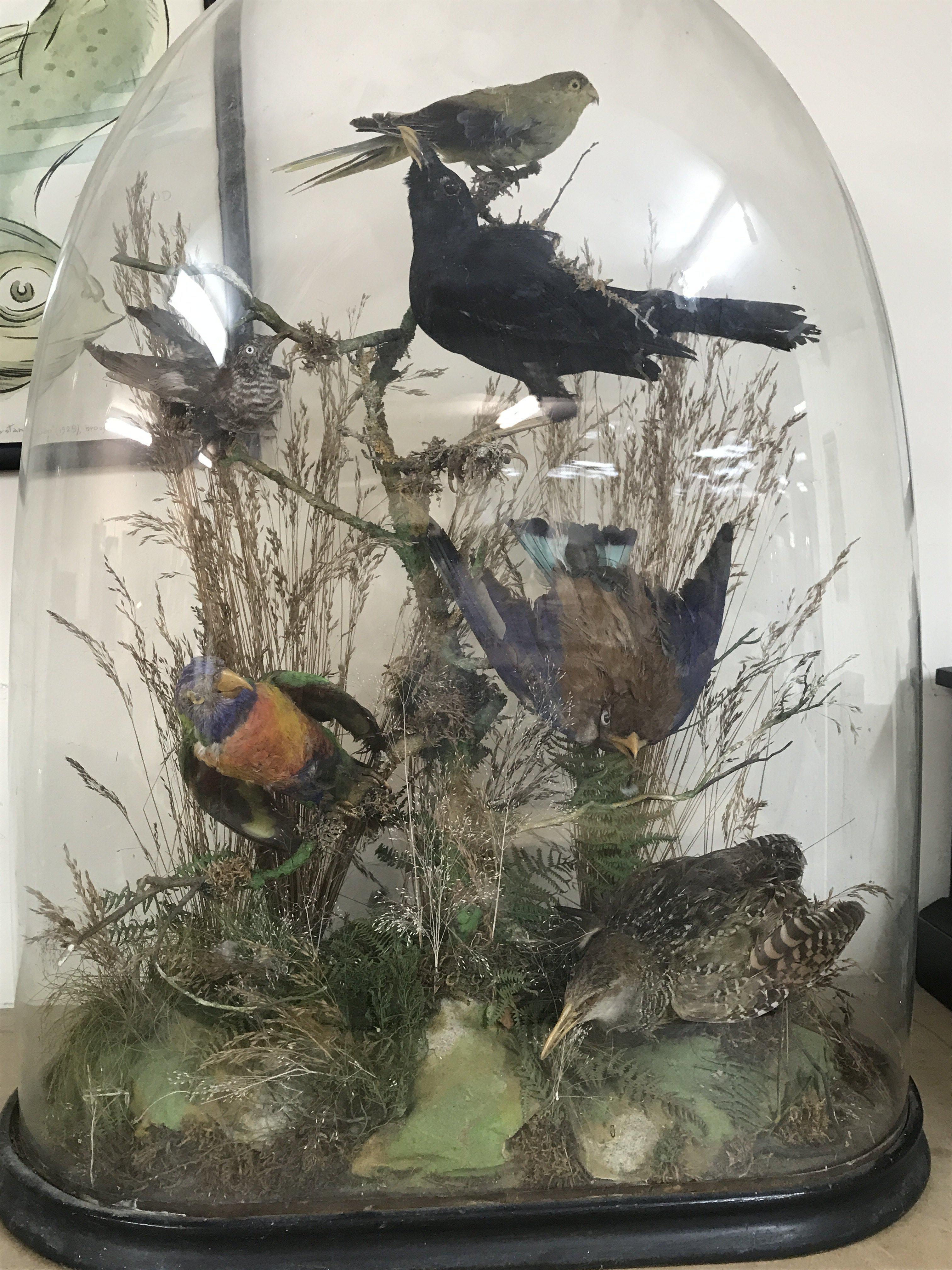 A case containing parrots and birds under a glass dome including a Rainbow Iorikeet , Common Cuckoo, Buff banded Rail etc. 66cm tall. This lot cannot be posted
