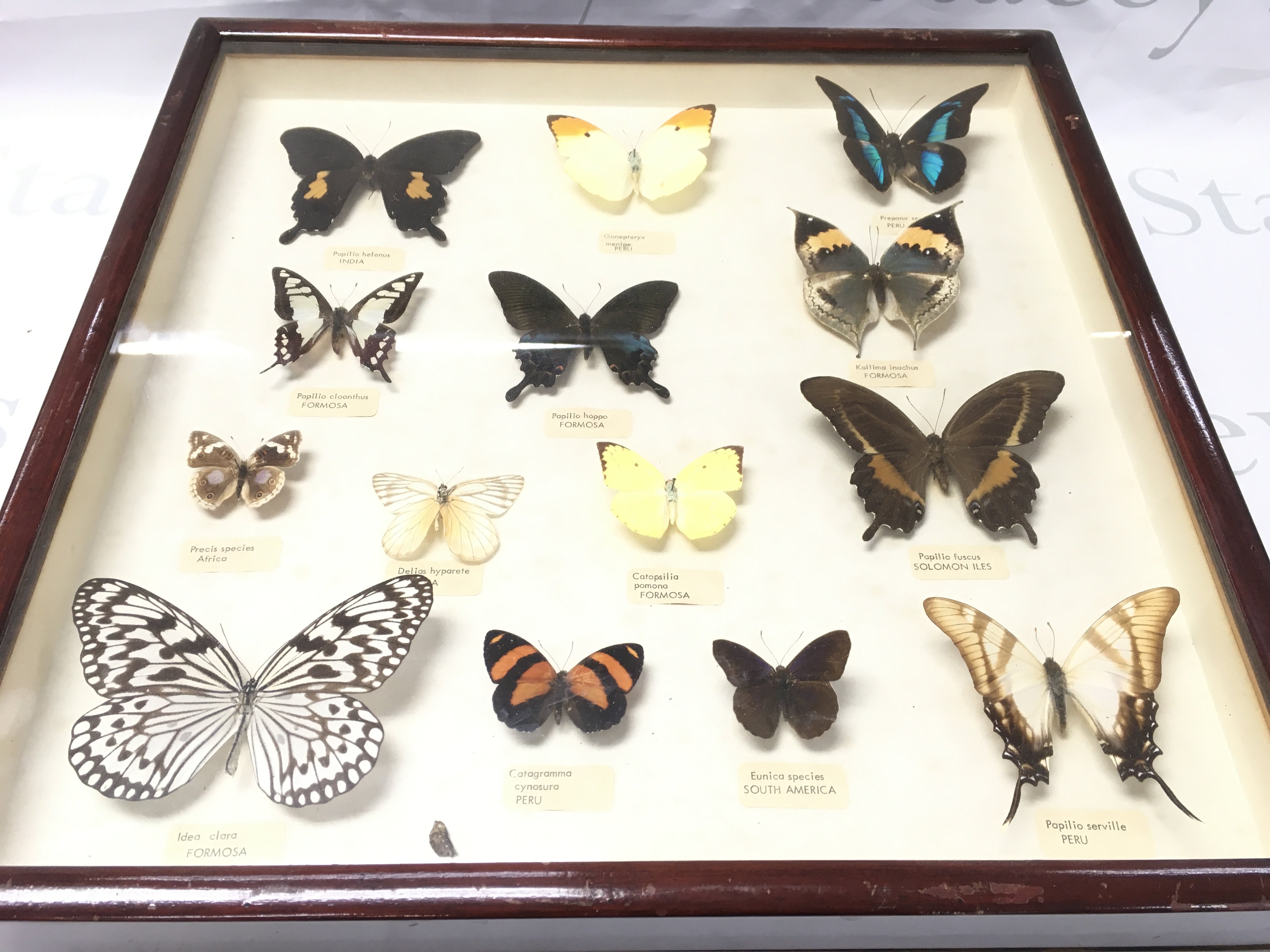 2 Framed And Glazed Butterflies Sets. Approx Size 46CM x 46Cm.