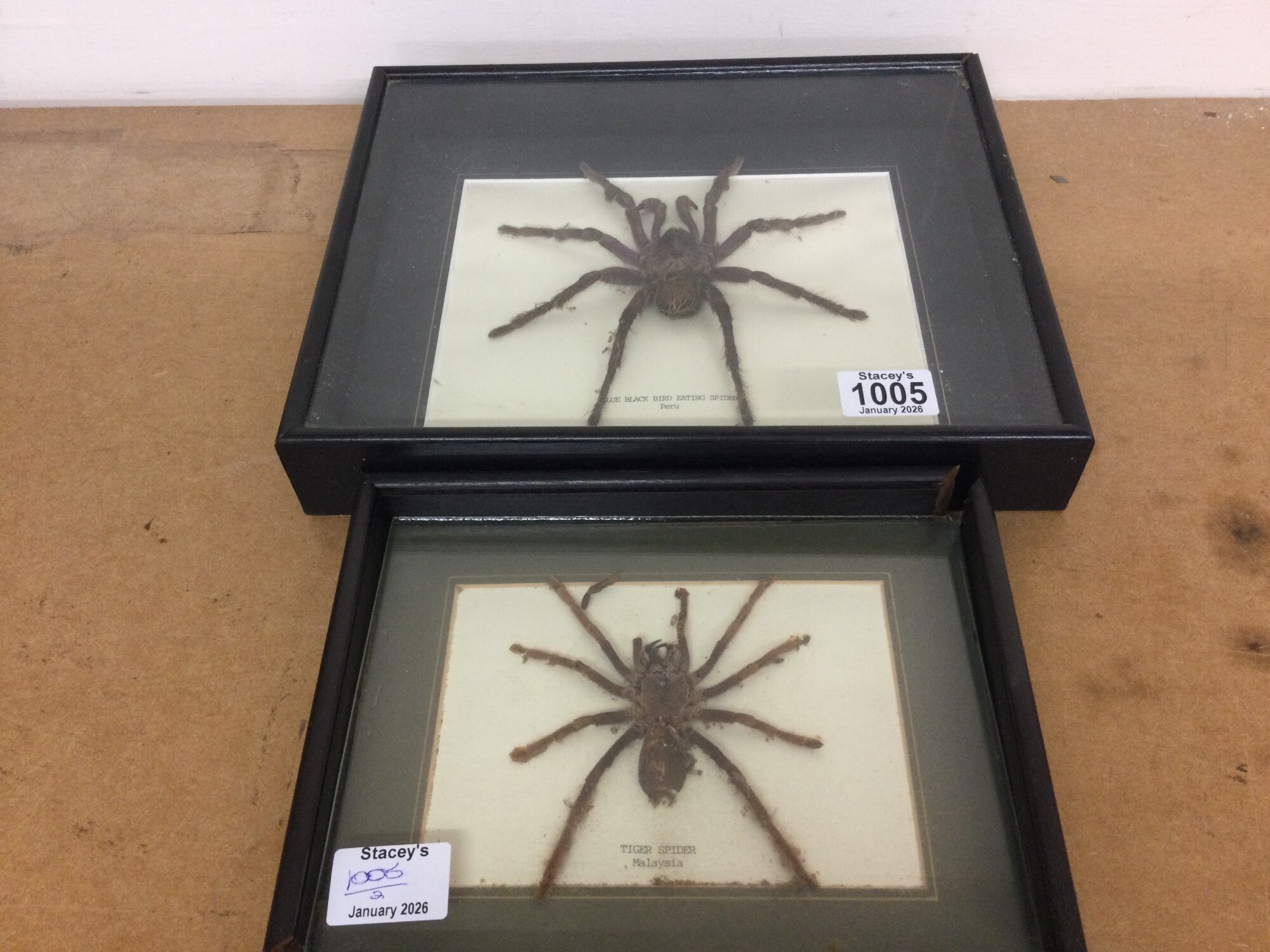 Two Cased Taxidermy spiders The Bird eating Spider from Peru and an example of Tiger Spider from Malaysia (2)