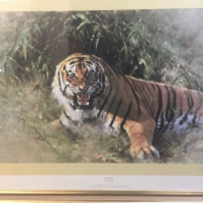 12A large David Shepherd print , Tiger Fire signed . 120cm x90 cm