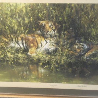 A framed print depicting tigers signed in pencil David Shepherd. 80 x 60 cm- NO RESERVE
