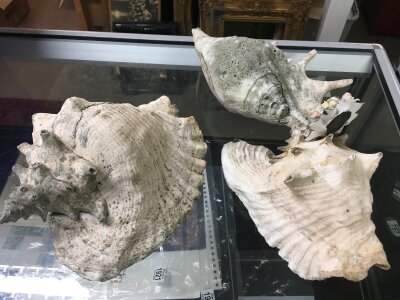 Three large old White Sea shells