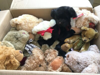 A box of teddy bears including Russ examples.