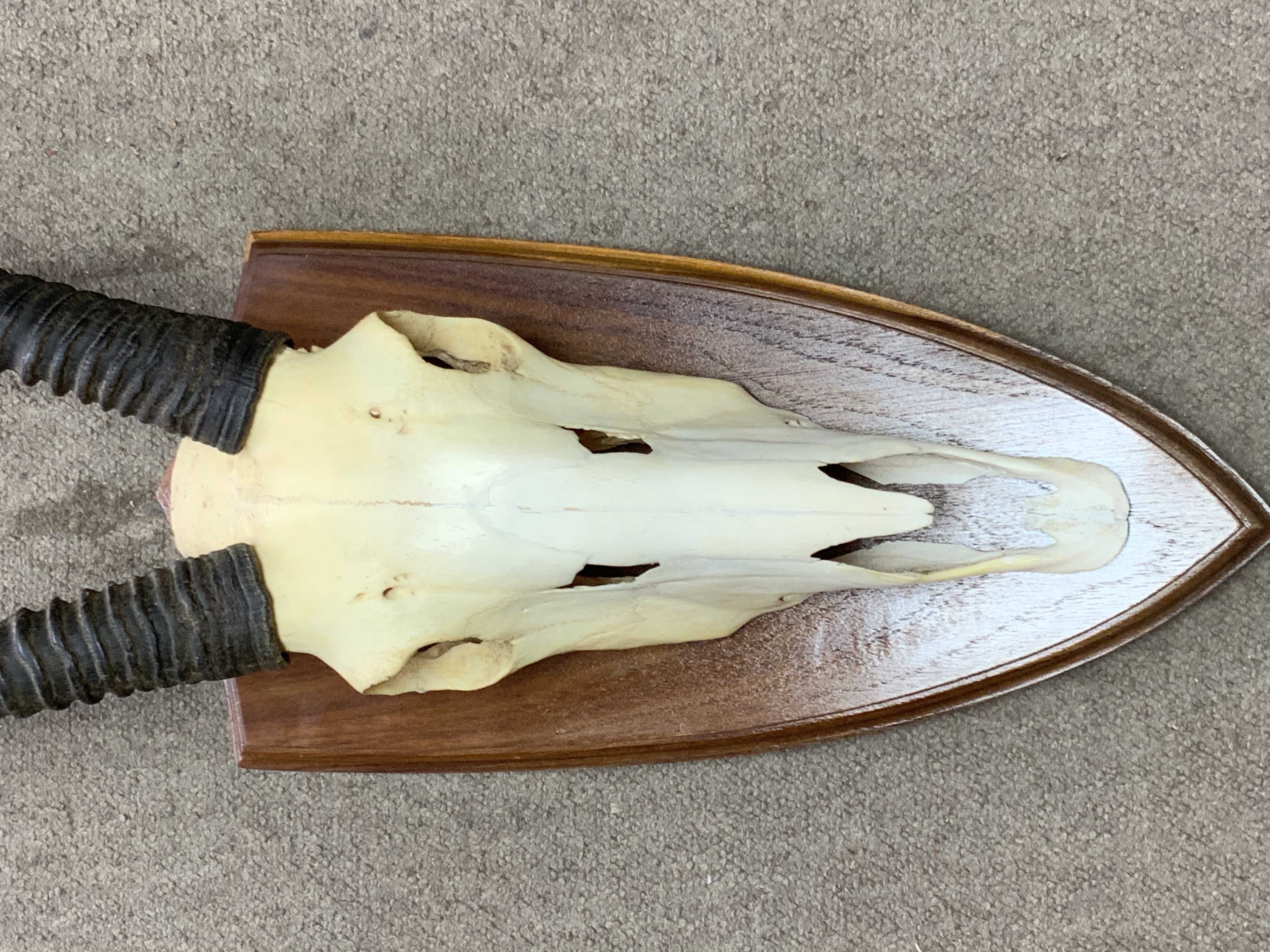 A mounted Gemsbok skull and horns. 130cm Height, Horns 94cm.