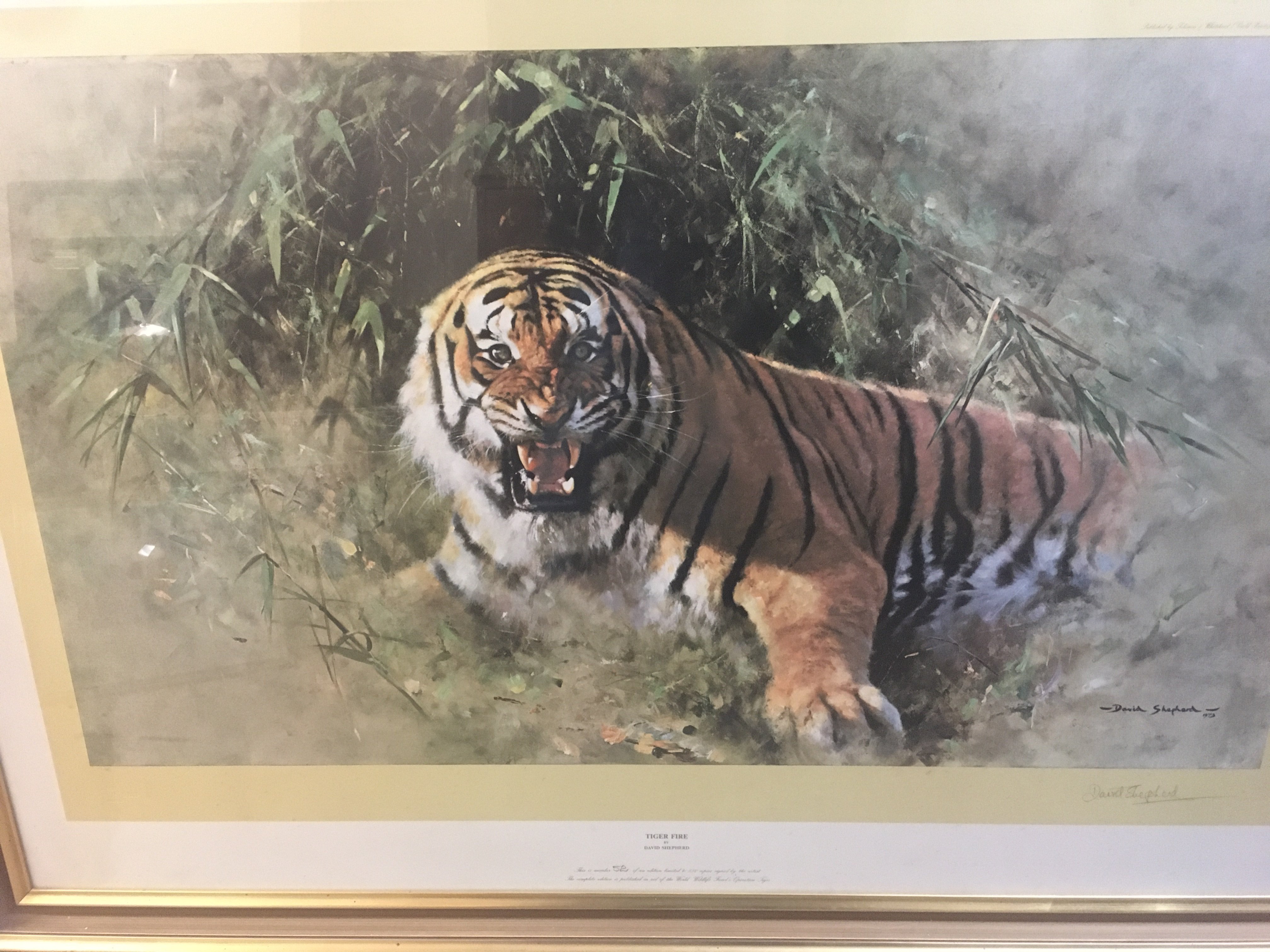 12A large David Shepherd print , Tiger Fire signed . 120cm x90 cm