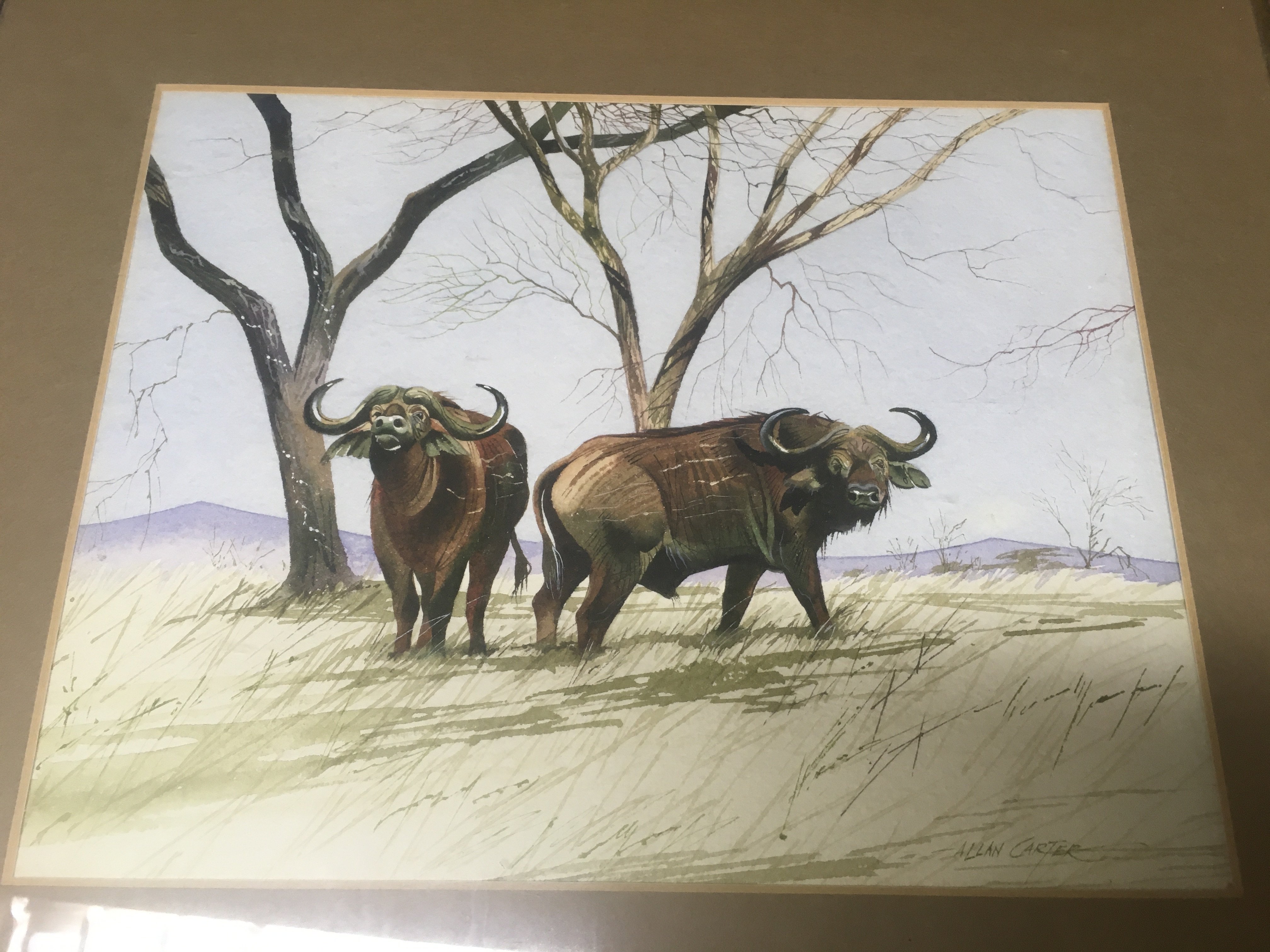 A Allan Carter water colour featuring a buffalo&#2013265924&#2013266171s 30 cm x 25 cm .