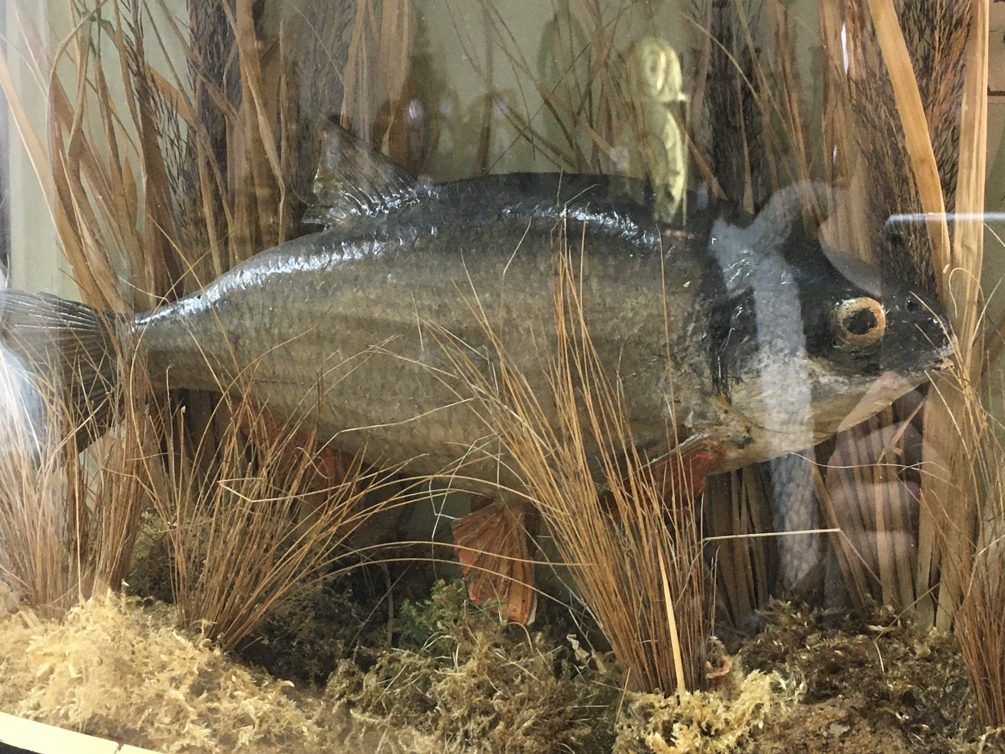 A cased Taxidermy Roach, with attached label that reads 1lbs 8oz caught by Rev D Simons Chanwell Lake June 1936. Case 46cm wide 30cm tall. This lot cannot be posted