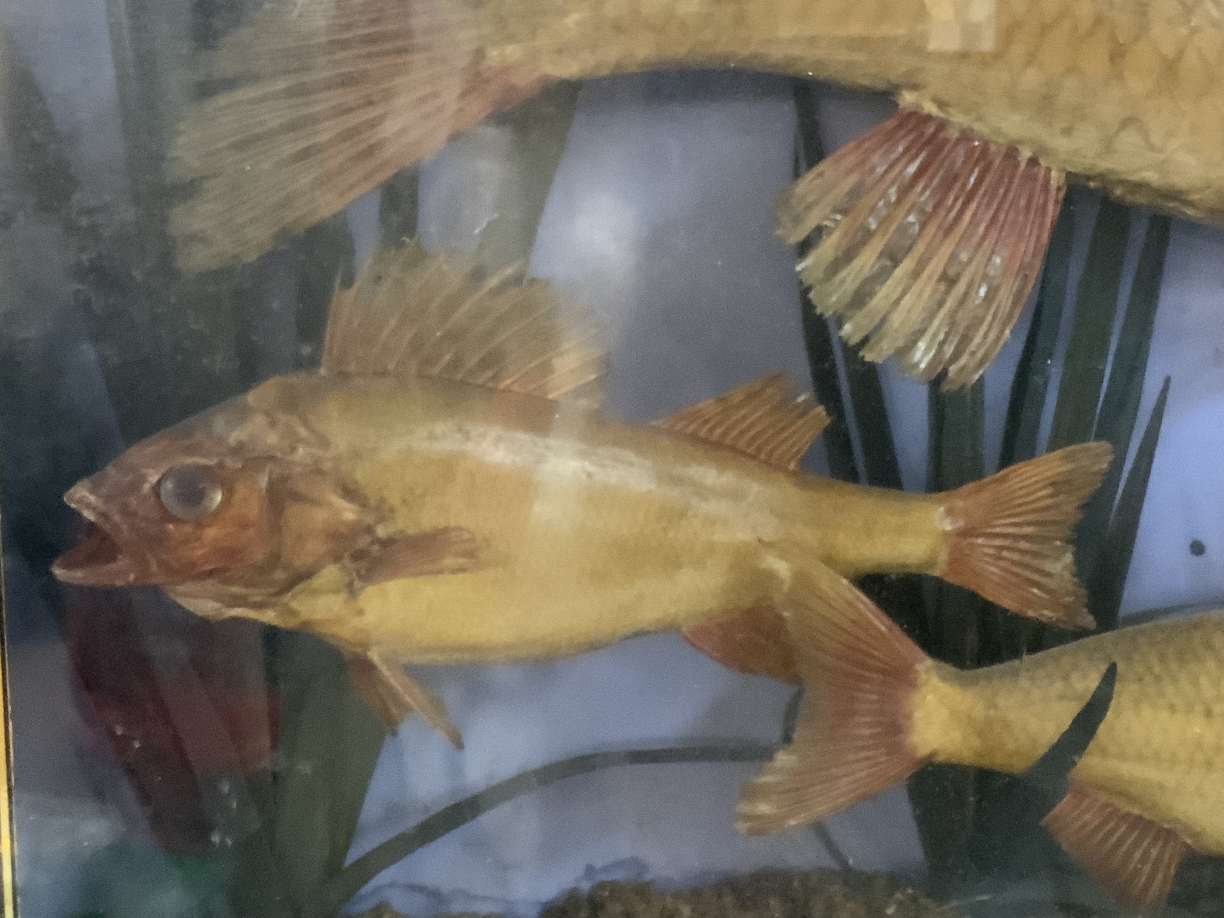 A cased set of Taxidermy fish, 60cm x 34cm x 10cm.