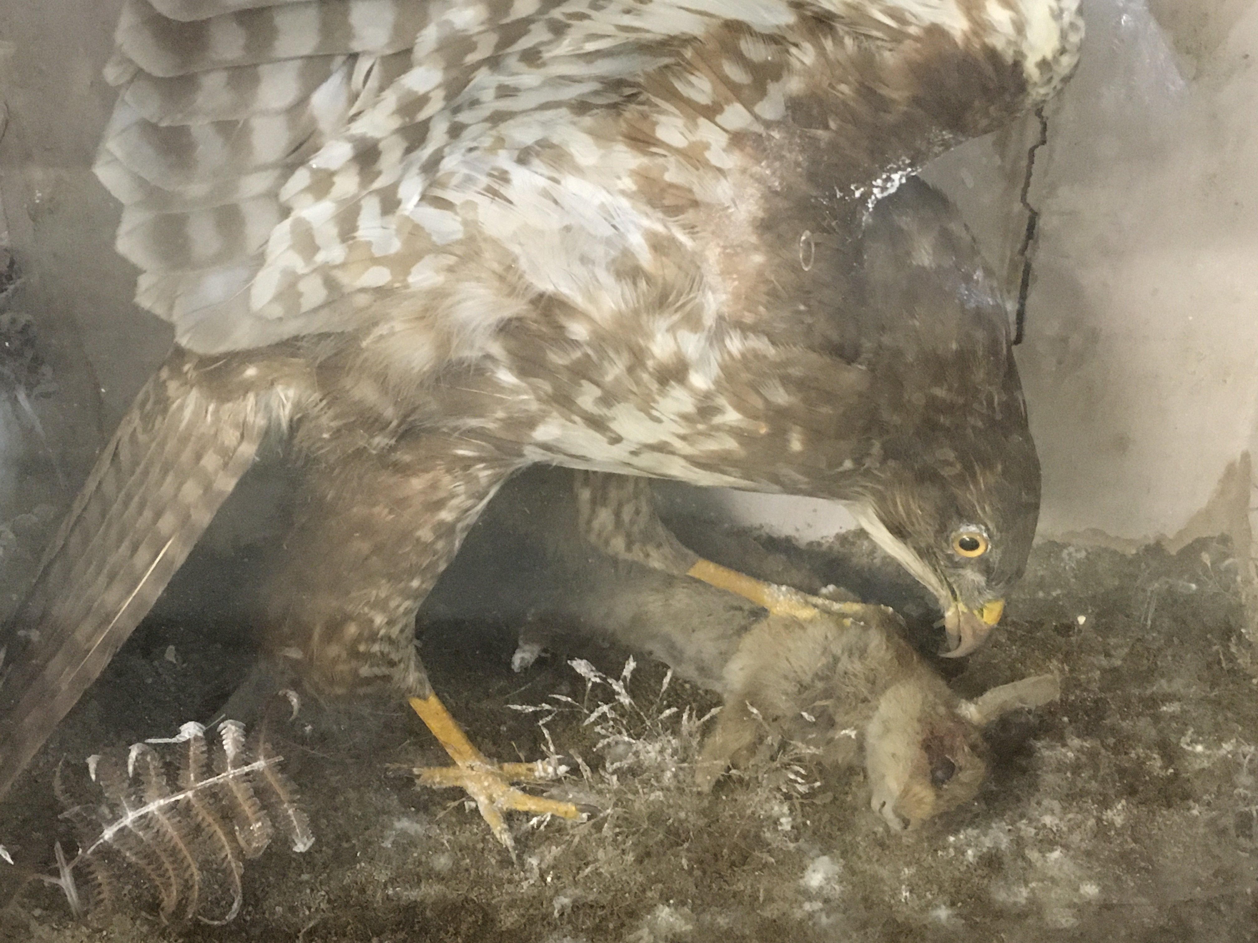A cased taxidermy buzzard with prey. Case dimensions 54cm wide 60cm tall 25cm deep