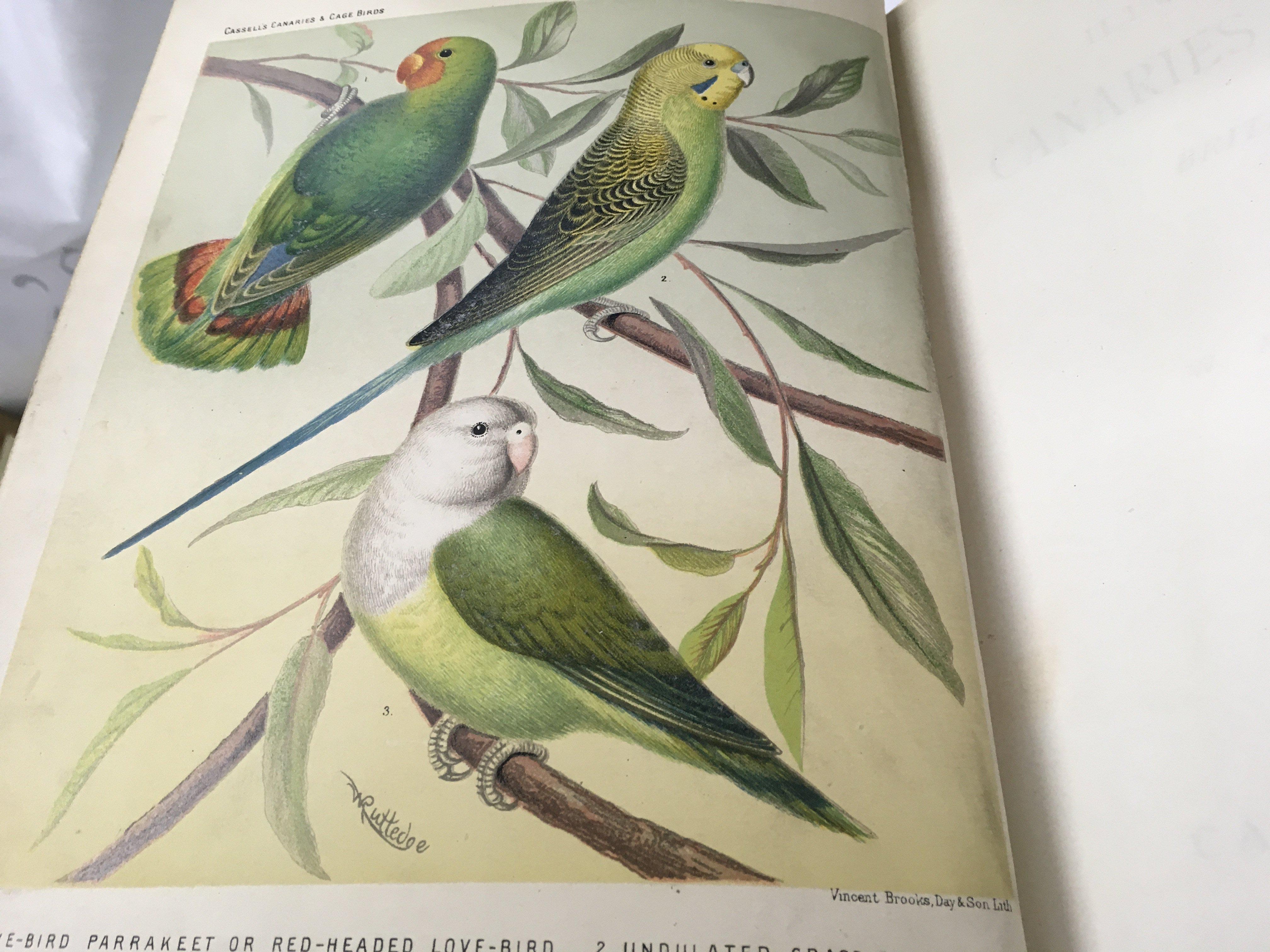 The illustrated book of canaries and cage birds by Blackstone Swaysland and Wiener .