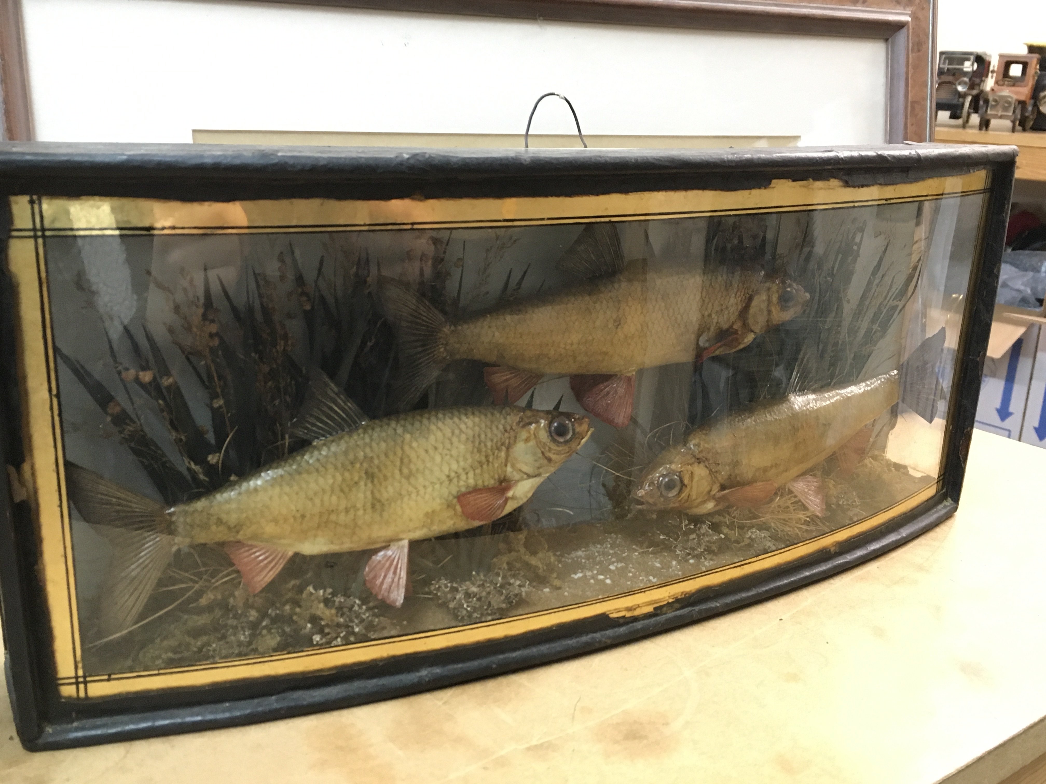 Vintage Cased taxidermy Rudd. Case 45cm wide 19cm tall. Also including a framed set of flies, frame 59cm wide. This lot cannot be posted