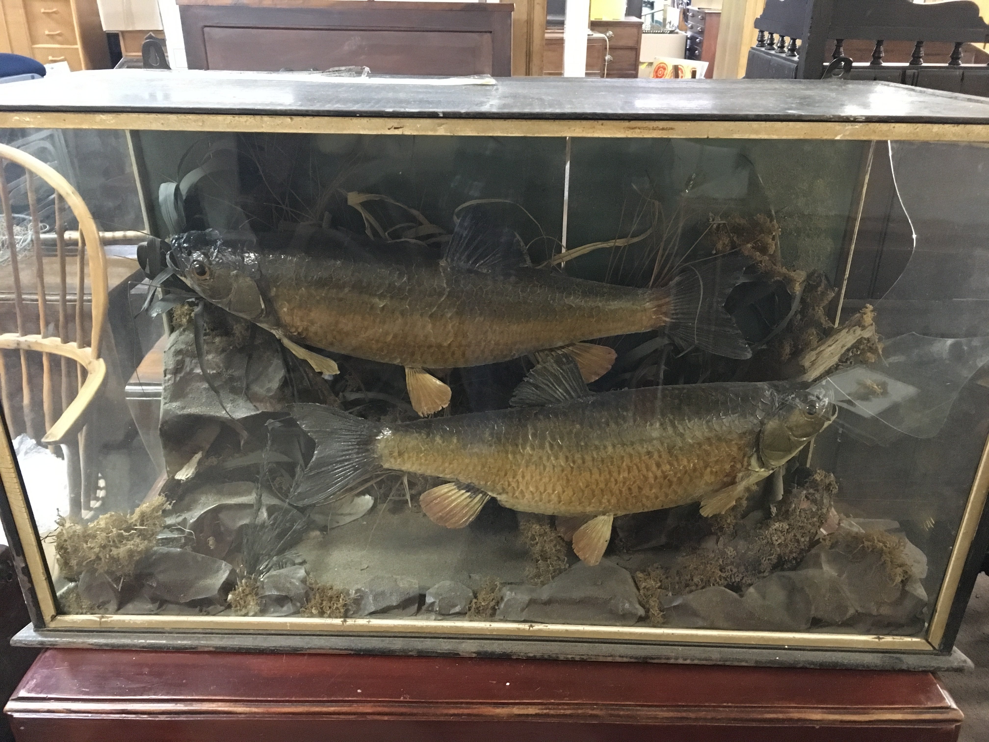 Two taxidermy cased Chubs. Case size 92cm wide 53cm tall. This lot cannot be posted