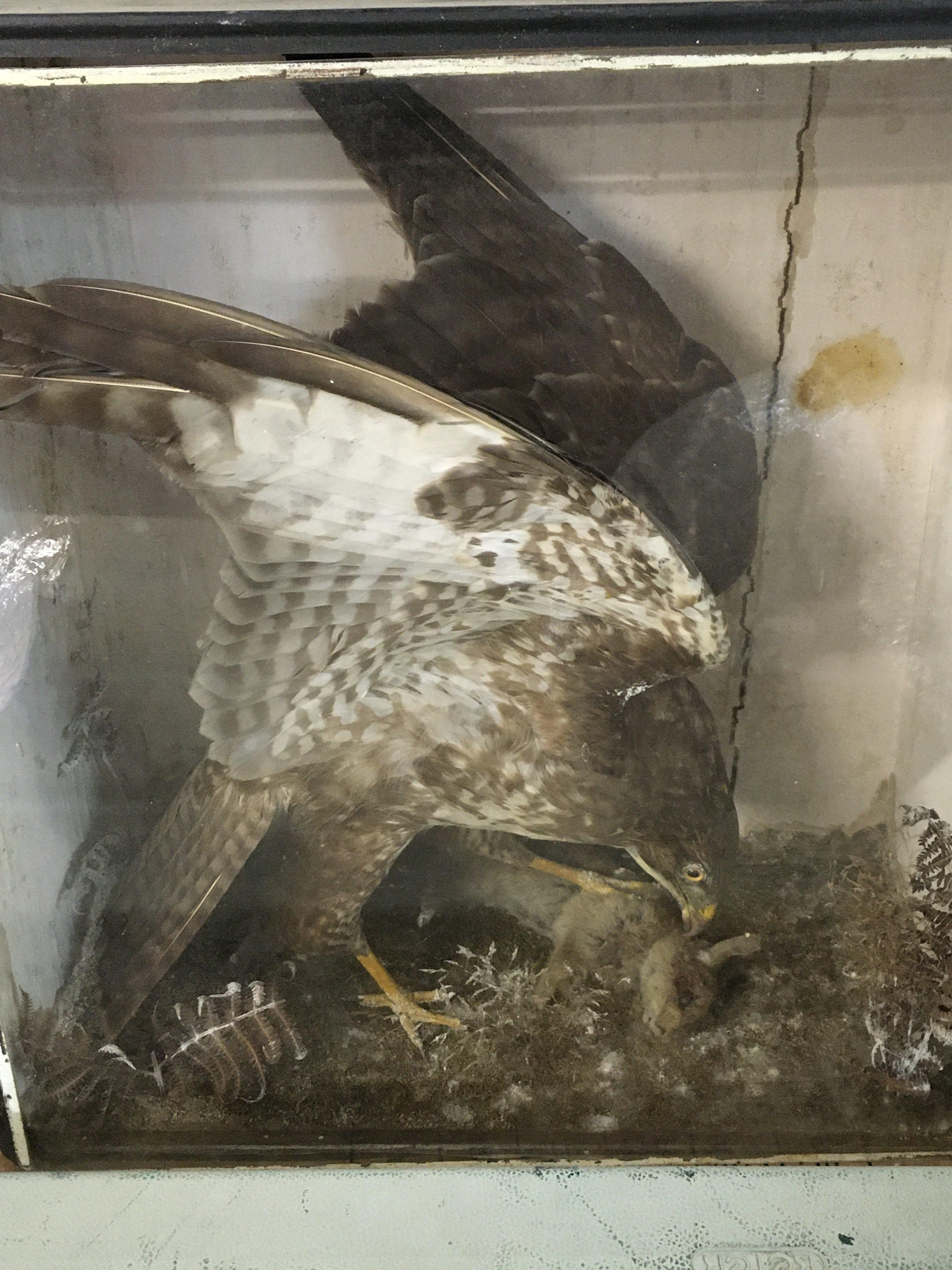A cased taxidermy buzzard with prey. Case dimensions 54cm wide 60cm tall 25cm deep