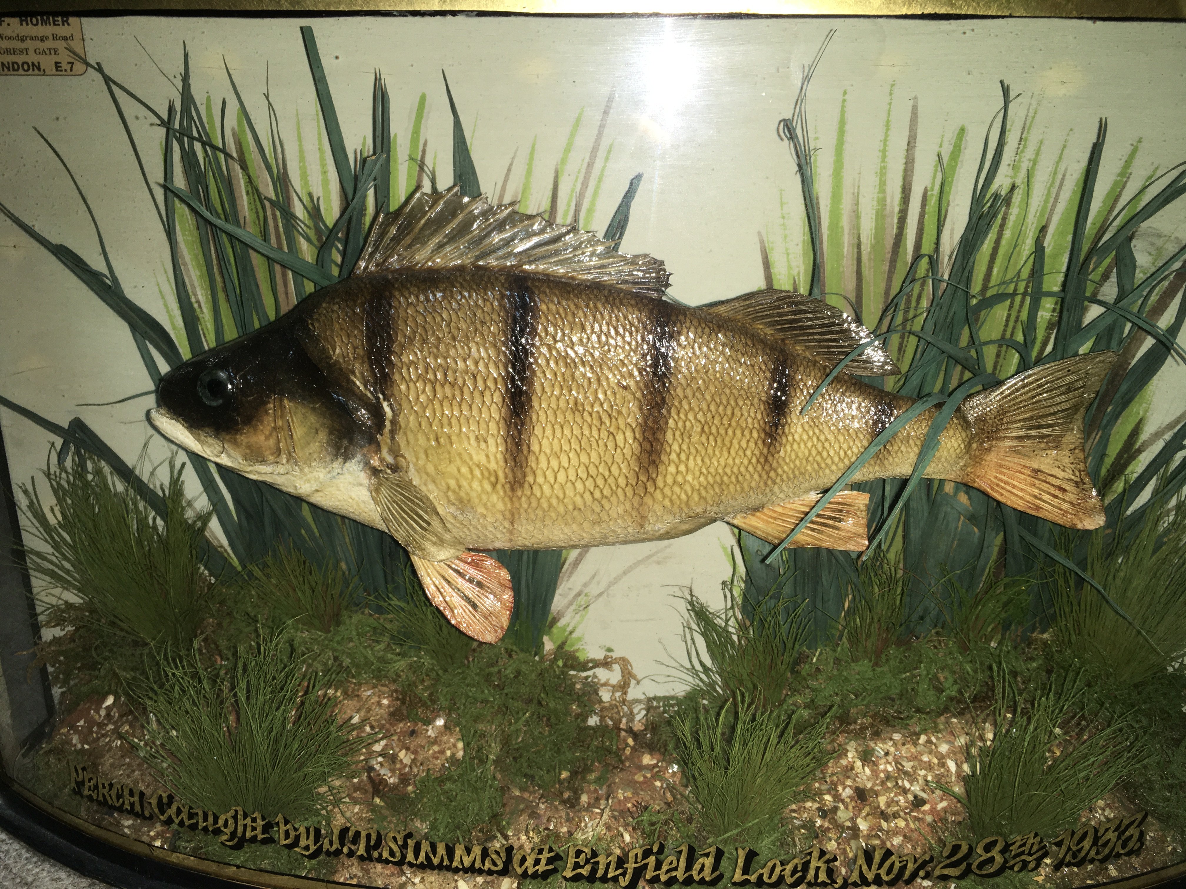 A cased taxidermy perch , with label that reads Perch caught by J.T Simms at Enfield Lock, Nov 28th 1933. Preserved by W.F Homer 105 Woodgrange Road Forest Gate London E.7 . Case 29cm tall 47cm wide 12cm deep