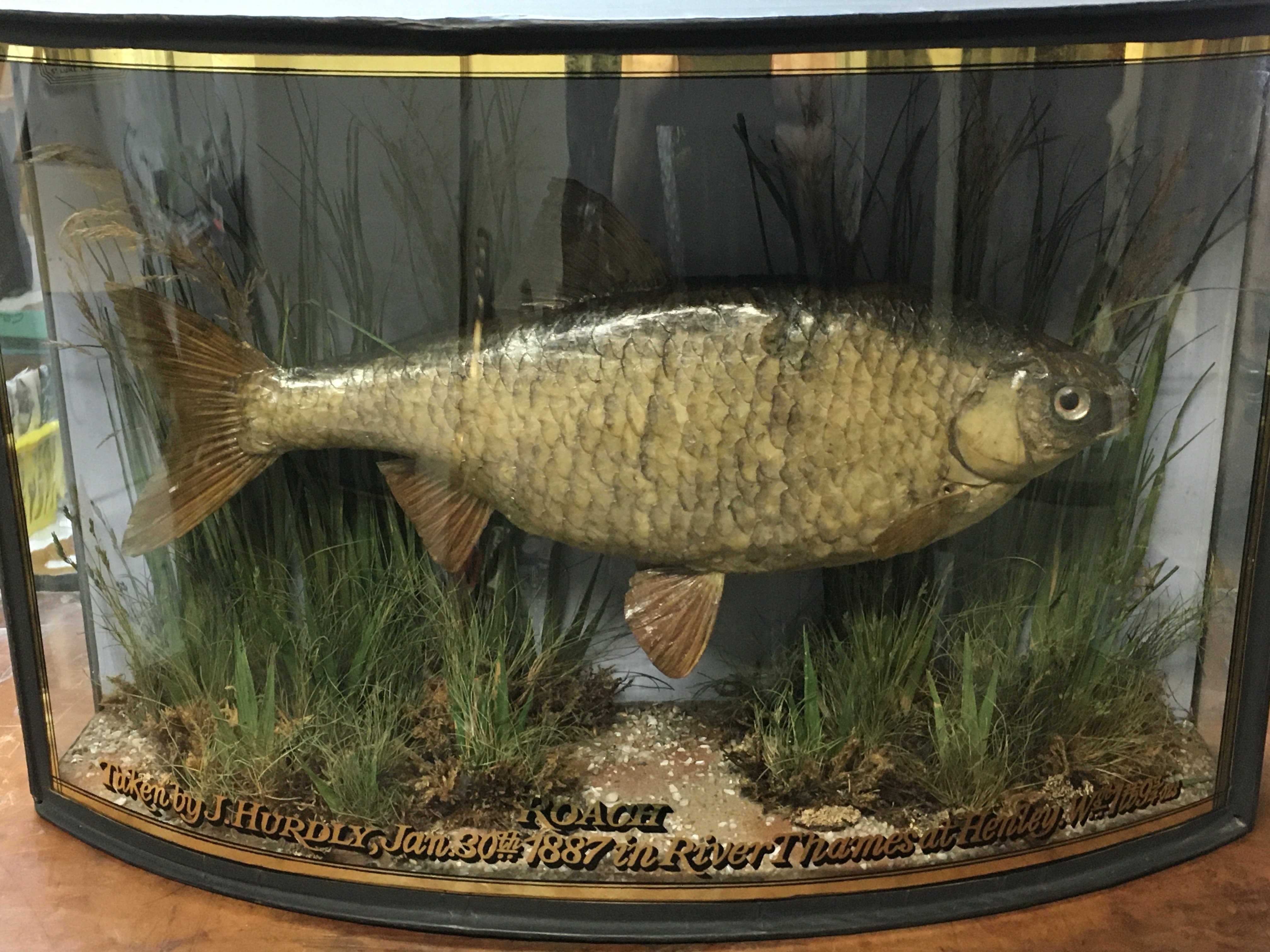 A cased taxidermy Roach , the label reads Taken by J.Hurdly Jan 30th 1887 in River Thames at Henley. Preserved by J. Cooper 28 Radnor Street St Luke London. Case dimensions 45cm wide 29cm tall 14cm deep. This lot cannot be posted