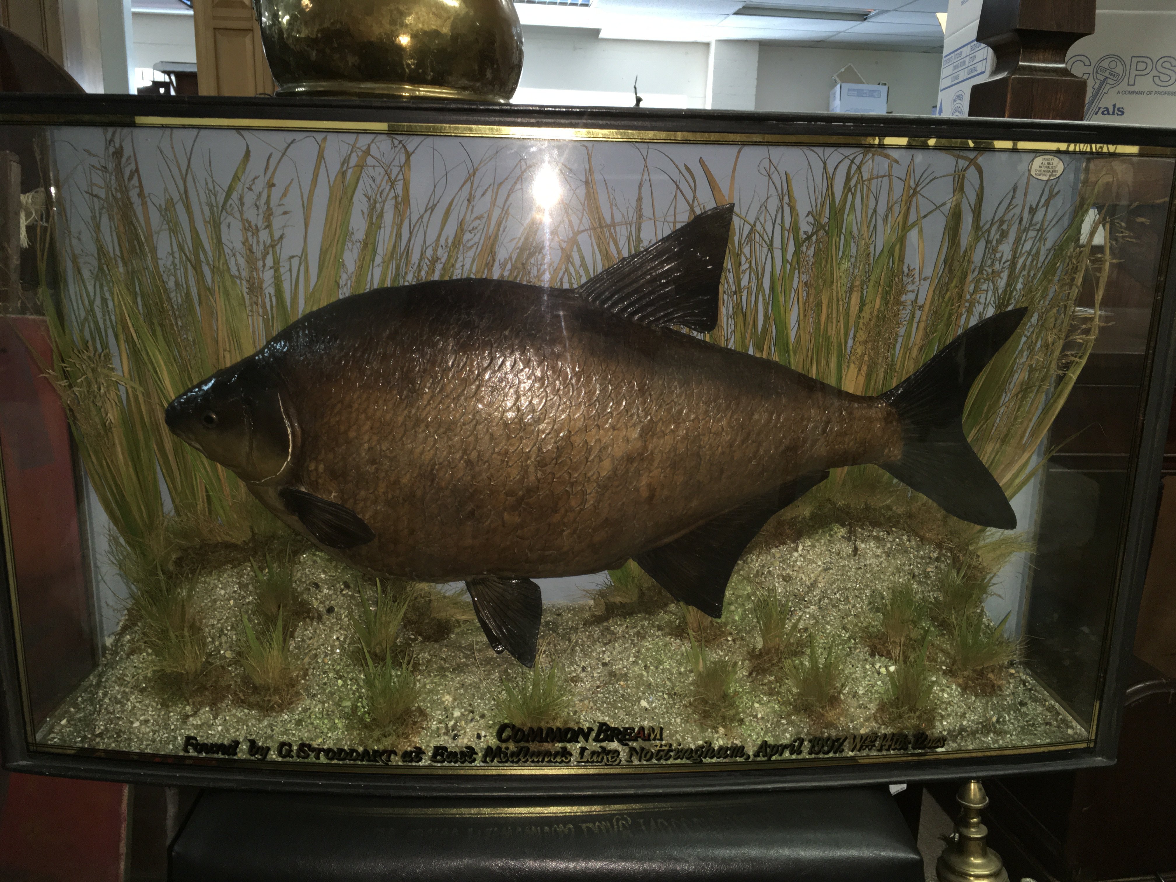 A cased taxidermy Bream, label reads Common Bream found by G.Stoddart in East Midlands Lake Nottingham , April 1997. Case dimensions 86cm wide 22cm deep 48cm tall. Cased by A.J Hall Naturalist 12 Helmsdale Road Romford Essex. This lot cannot be posted