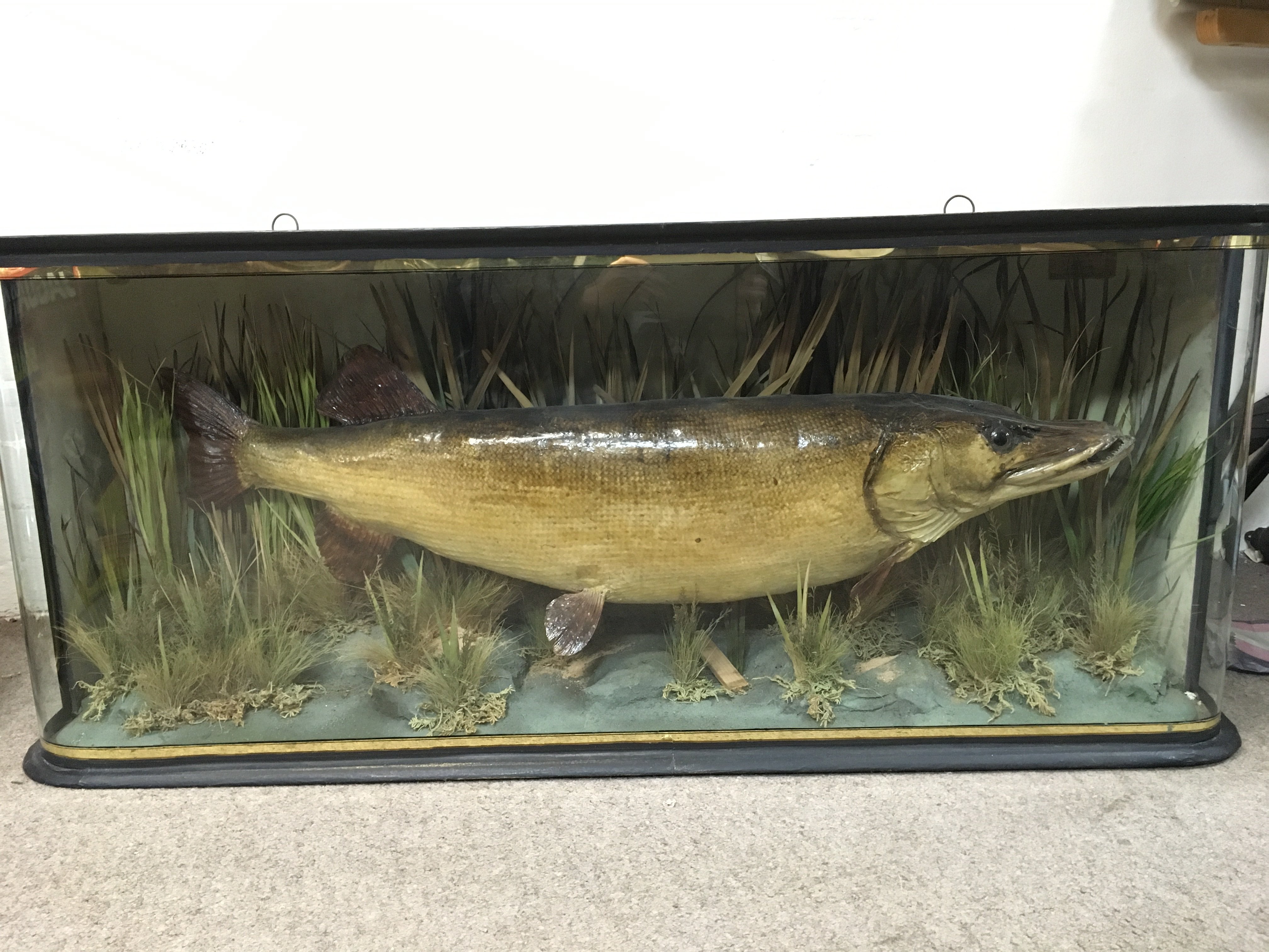 A large cased taxidermy Pike in a bow glass case. Label reads Pike 25 Lbs 4 Ozs caught by L.Davis River Thurne Norfolk. Preserved by A.J Bond. 117cm wide 50cm tall 28cm deep. This lot cannot be posted