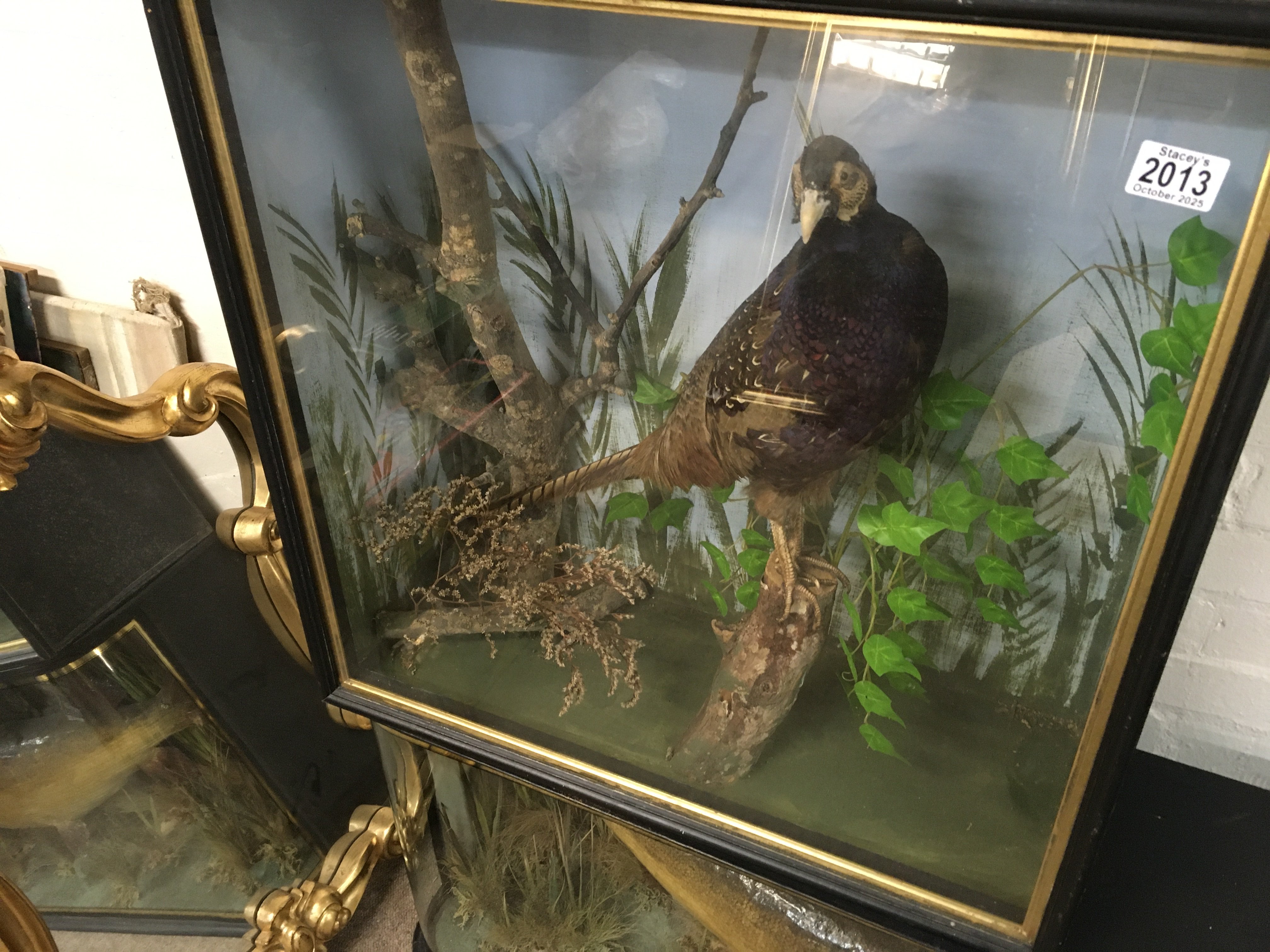 A large cased taxidermy pheasant 27 by 27 inches