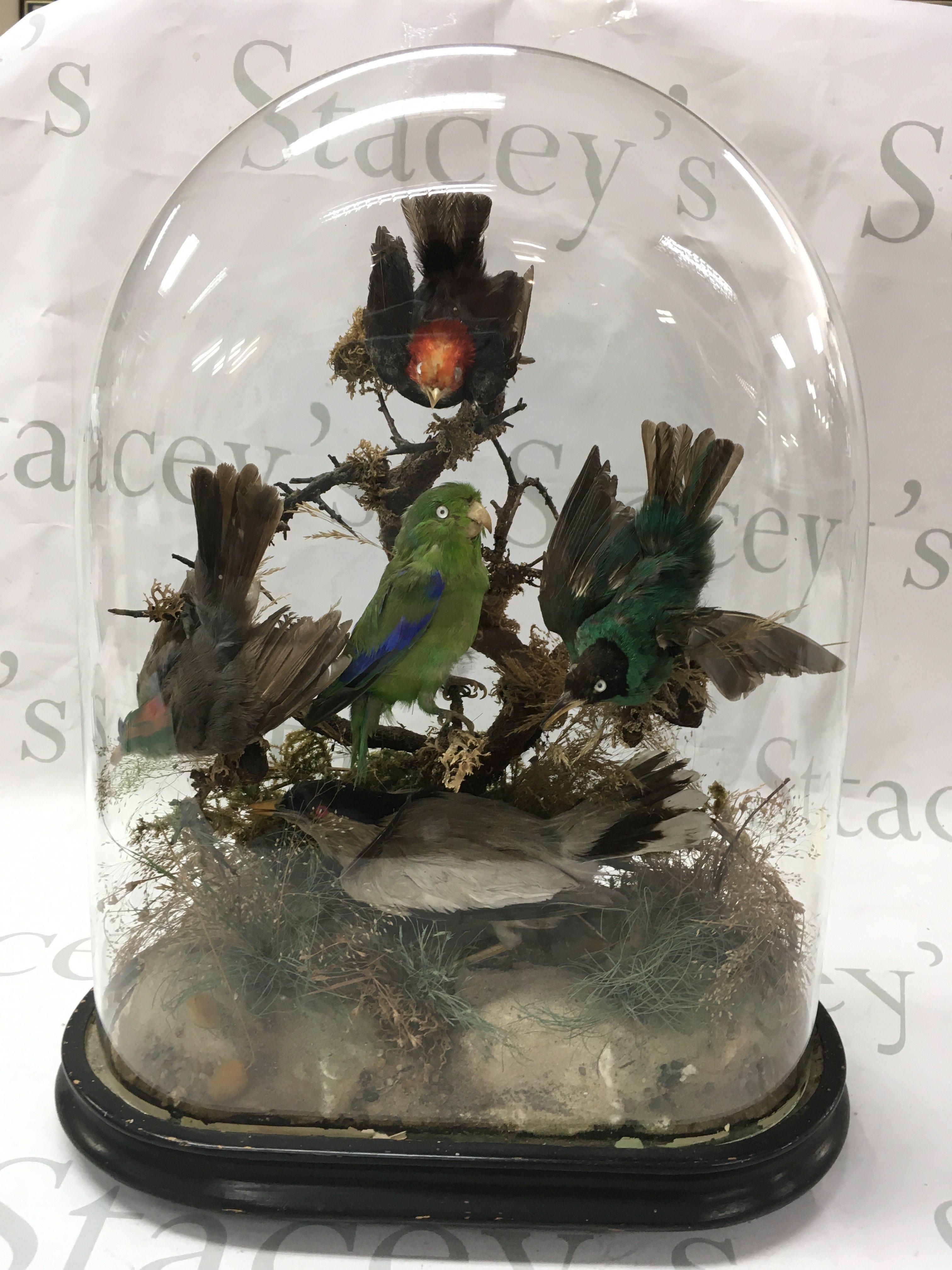 Taxidermy birds birds in a dome case.