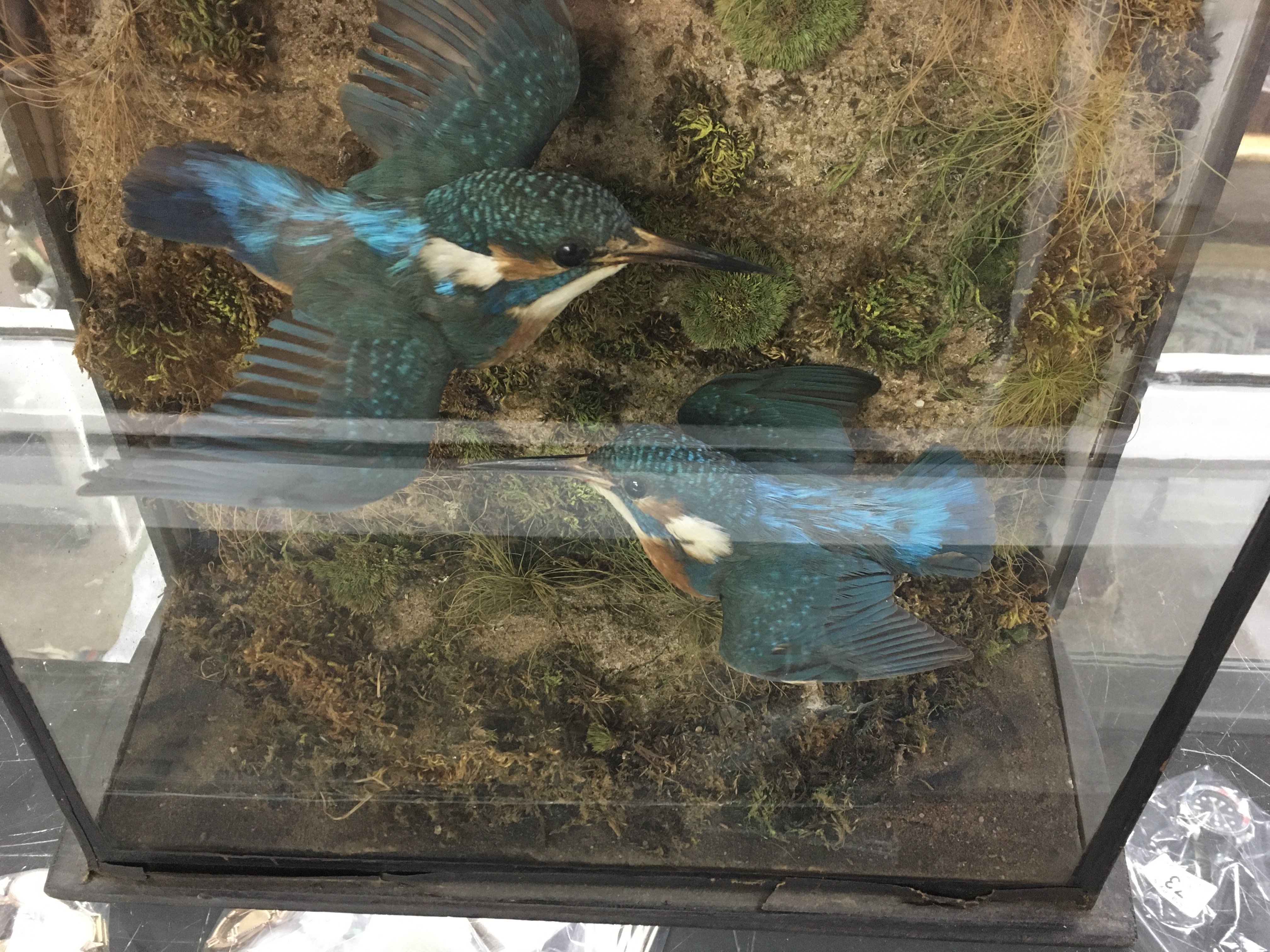 Two kingfishers taxidermy simulated in flight.
