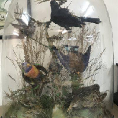 A case containing parrots and birds under a glass dome including a Rainbow Iorikeet , Common Cuckoo, Buff banded Rail etc. 66cm tall. This lot cannot be posted