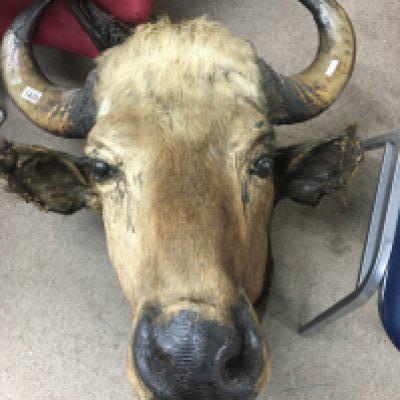 Taxidermy interest a large buffalo head .