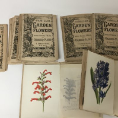 A collection of sixteen late 19th century booklets Familiar Garden Flowers with coloured plates by Shirley Hibberd illustrations by F Edward Hulme.