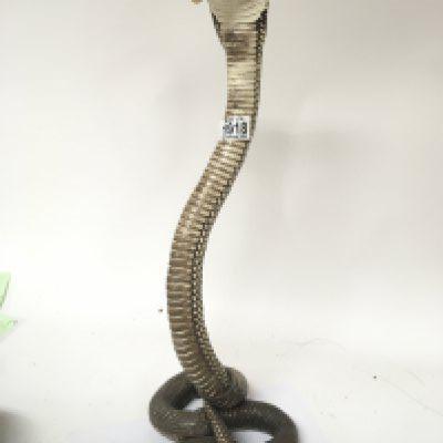 A taxidermist example of a type of Cobra snake. Height 55cm
