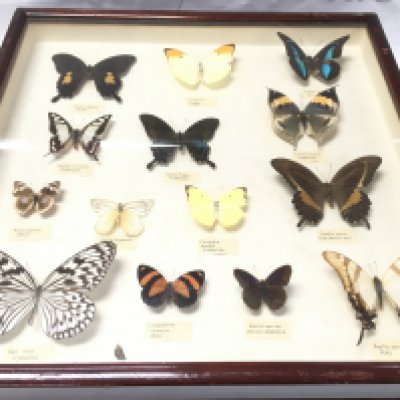 2 Framed And Glazed Butterflies Sets. Approx Size 46CM x 46Cm.