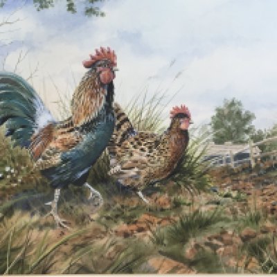 A framed watercolour study of a cockerel and hen signed by S Tinder. 57x49cm