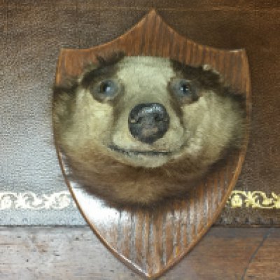 A taxidermy badger head. Postage category C. NO RESERVE