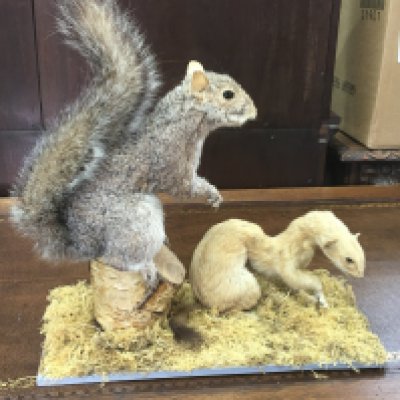A taxidermy group, a Squirrel and a Stoat. 37cm tall 34cm wide Postage category C. NO RESERVE
