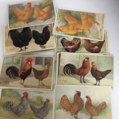 A collection of Vintage Feathered World Postcards studies of breeds of Poultry.