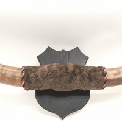 Mounted cow horns on a wooden shield , 82cm wide. This lot cannot be posted