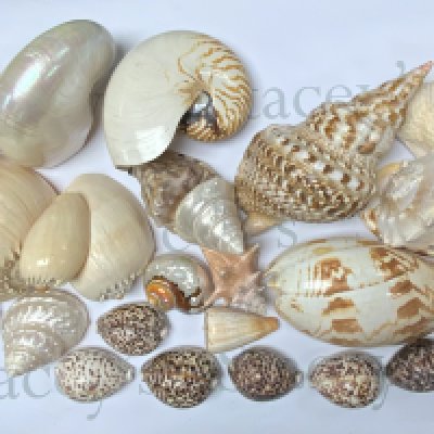 A good collection of vintage shells including Nautilus shells. Varying sizes.