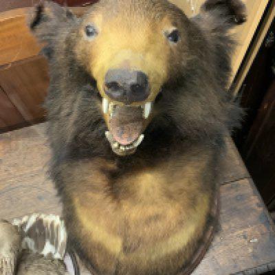 An antique taxidermy bears head. 46cm x 36cm. (D).