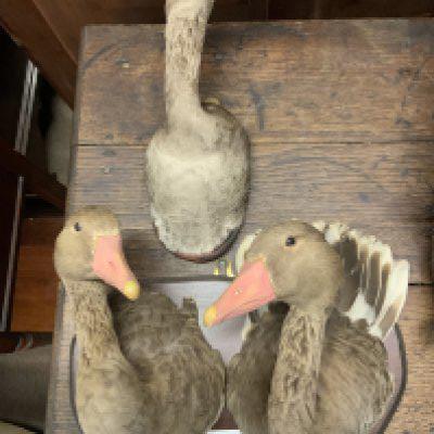 3 taxidermy Greylag Goose heads. (D).