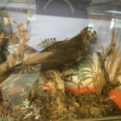 A cased Antique Taxidermy Goshawk, 59cm x 49cm 19cm