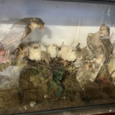 A large Antique cased Taxidermy pair of hawks and chics. 90cm x 61cm x 25cm