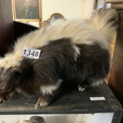 4 Taxidermy animals including a cock pheasant, Squirell, cased Squirell, Skunk. (D)