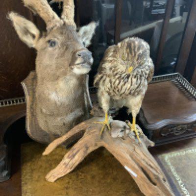 Taxidermy Roe deer head, Taxidermy hawk on wooden stand. (D)