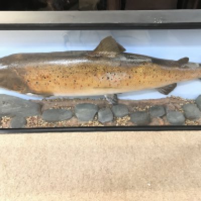 A Cased Taxidermy of a Salmon approx Height 42cm length 109 cm.