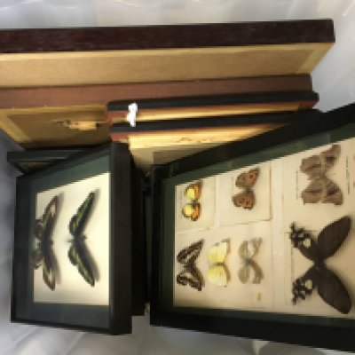 A large collection of well preserved framed butterflys. This lot cannot be posted