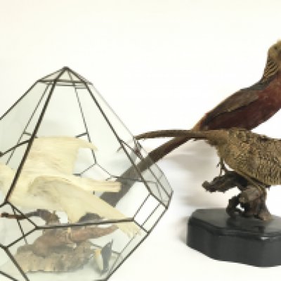 Taxidermy birds including a male and female Golden Pheasant a cased Dove. This lot cannot be posted- NO RESERVE