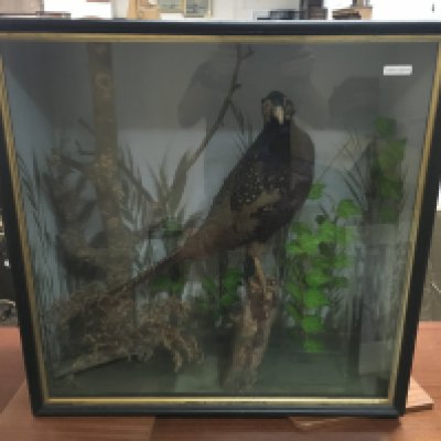 A cased taxidermy pheasant, case size 69x69cm.