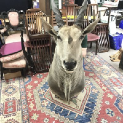 A large taxidermy Eland with bracket on rear for wall mount. Approx 140cm tall and 50cm wide 100cm deep.