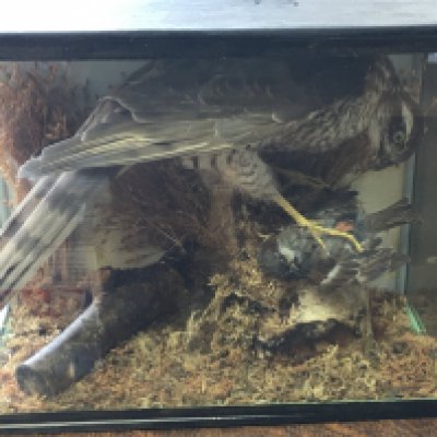 A cased taxidermy Sparrow Hawk, bird of prey. Dimensions 16x33x26cm. This lot cannot be posted