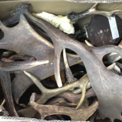 A large collection of mixed small English deer horns and skulls. Some larger horns included. This lot cannot be posted